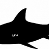 Quattroerre Aufkleber Shark schwarz